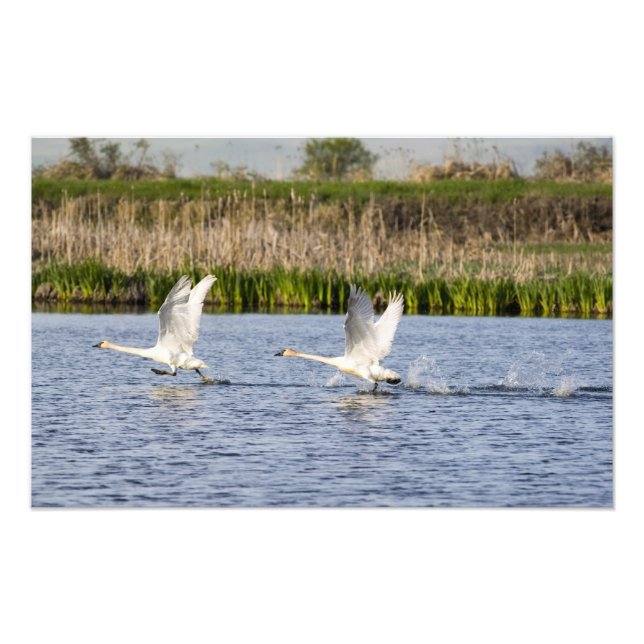 Breeding pair of tundra swans takeoff for photo print (Front)