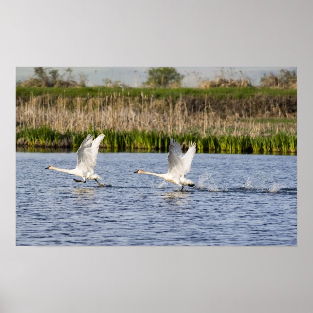 Breeding pair of tundra swans takeoff for poster (Front)