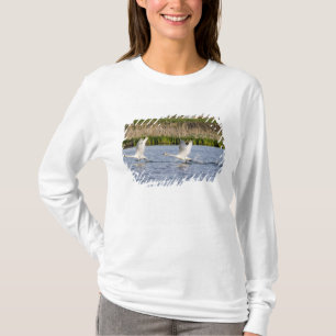 Breeding pair of tundra swans takeoff for T-Shirt