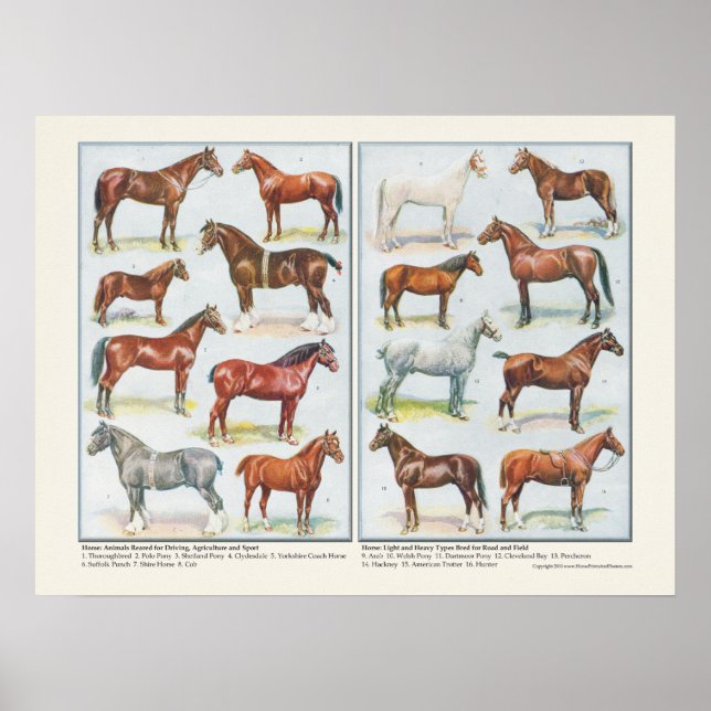 Breeds of Horses Poster (Front)