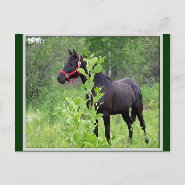 Breezy Postcard (Front)