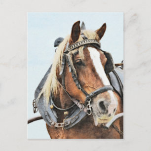 Breton draught horse in harness postcard