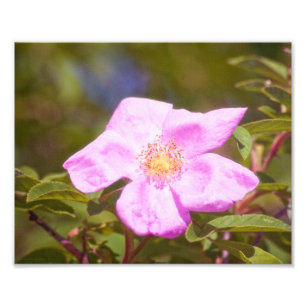 Briar Rose Photo Print