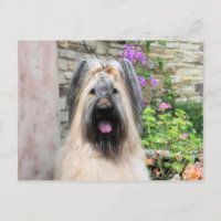 Briard Dog in a Tiara "Queen Bee"