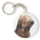 Briard fauve 3