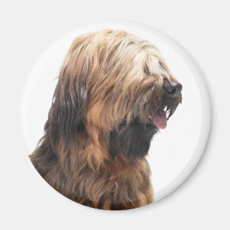 Briard fauve 3 magnet