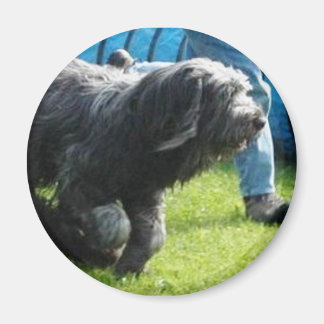 briard magnet