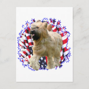 Briard Patriot Postcard