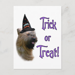 Briard Trick Postcard