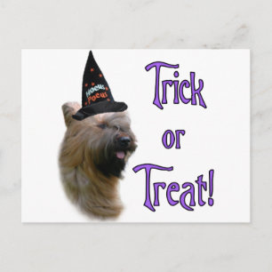 Briard Trick Postcard