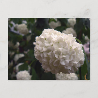 Bridal Flower Postcard