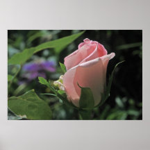 Bride's Dream Rose Bud Poster