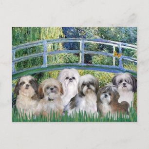 Bridge - 6 Shih tzus Postcard