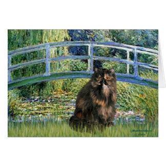 Bridge - Persian Calico cat