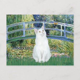 Bridge - White short haired cat Postcard