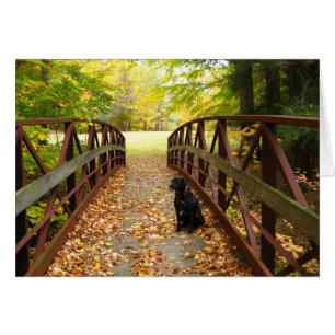 bridge with Cole