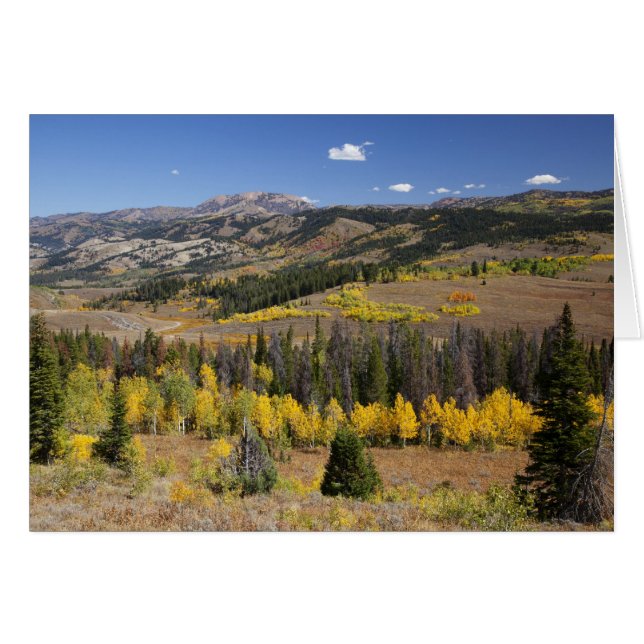 Bridger-Teton National Forest (Front Horizontal)