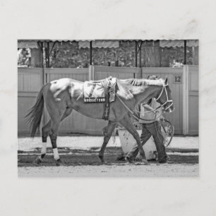 Bridgetown- Multi-Stakes winning Thoroughbred Postcard