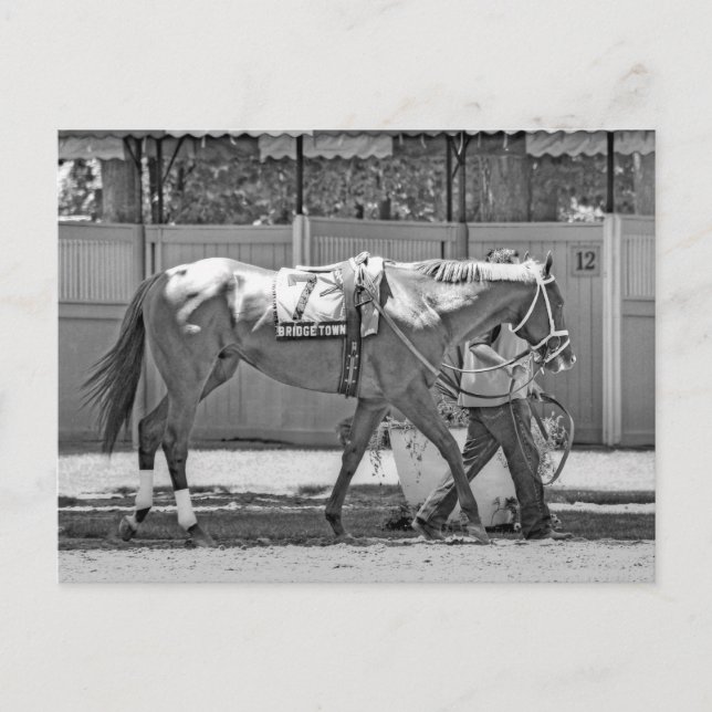 Bridgetown- Multi-Stakes winning Thoroughbred Postcard (Front)