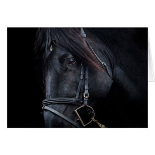 Bridled Black Stallion Face