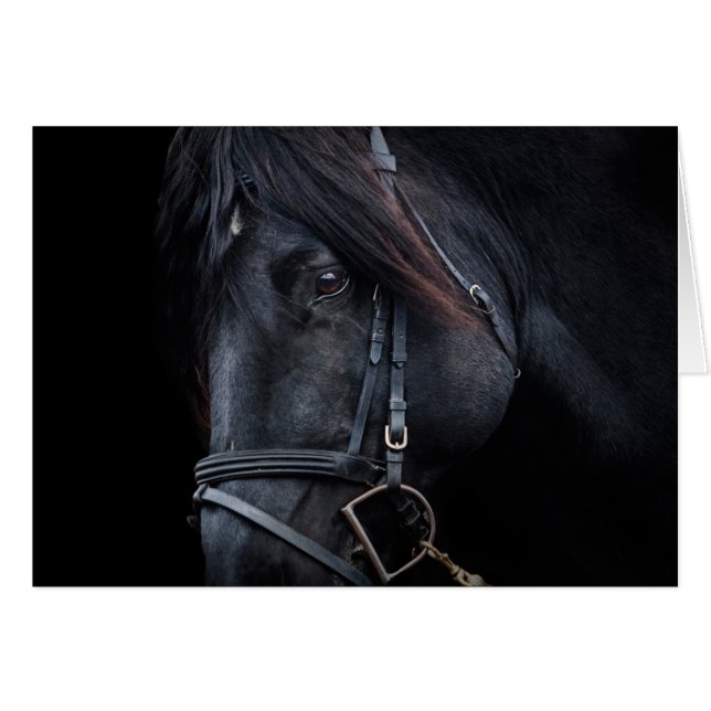 Bridled Black Stallion Face (Front Horizontal)