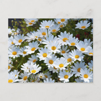 Briefkaart "veld vol madeliefjes" postcard