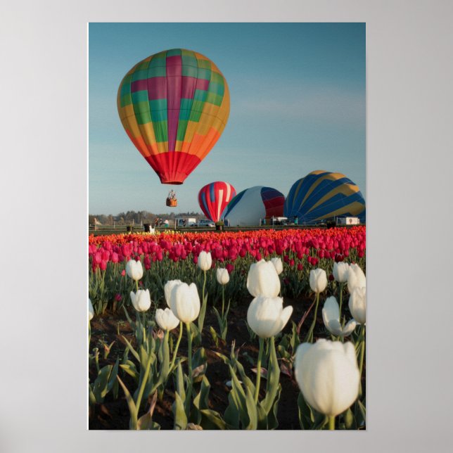 Bright Balloons & Tulips Poster (Front)