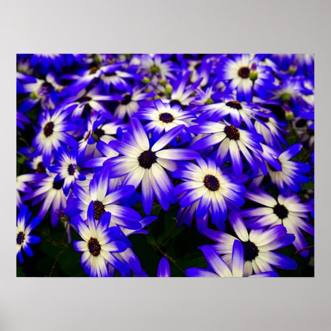 Bright Blue and White Digital Flowers Poster (Front)