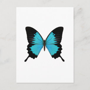 Bright Blue & Black Butterfly Original Colours Postcard