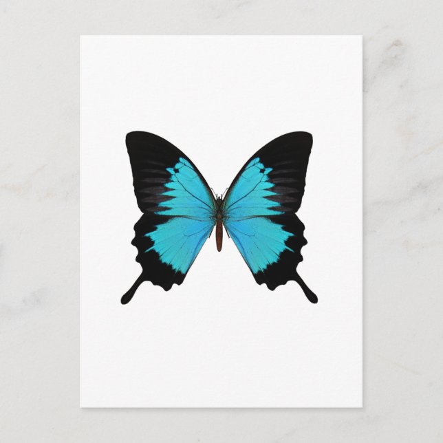 Bright Blue & Black Butterfly Original Colours Postcard (Front)