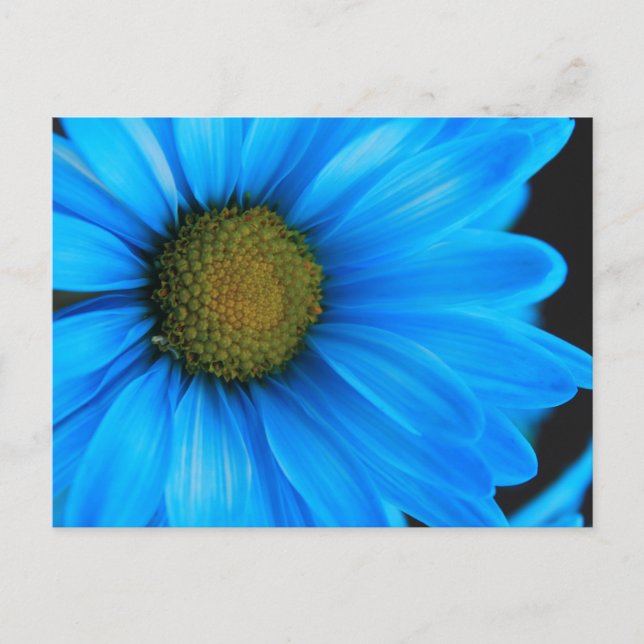 Bright Blue Daisy Postcard (Front)
