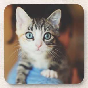 Bright Blue Eyed Kitten Coaster