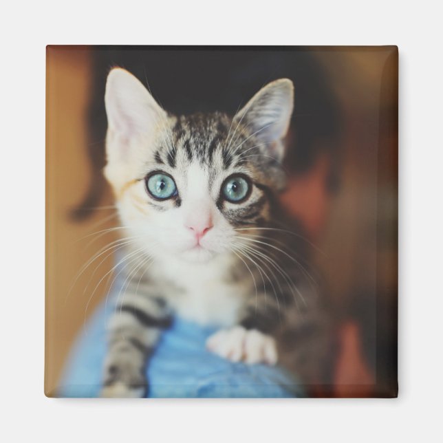 Bright Blue Eyed Kitten Magnet (Front)