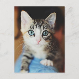 Bright Blue Eyed Kitten Postcard