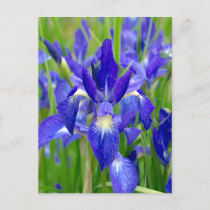 Bright Blue Iris Flowers Postcard