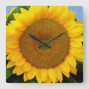 Bright Blue Sunflower Square Wall Clock