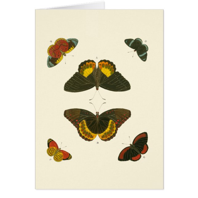 Bright Butterflies by Pieter Cramer (Front)
