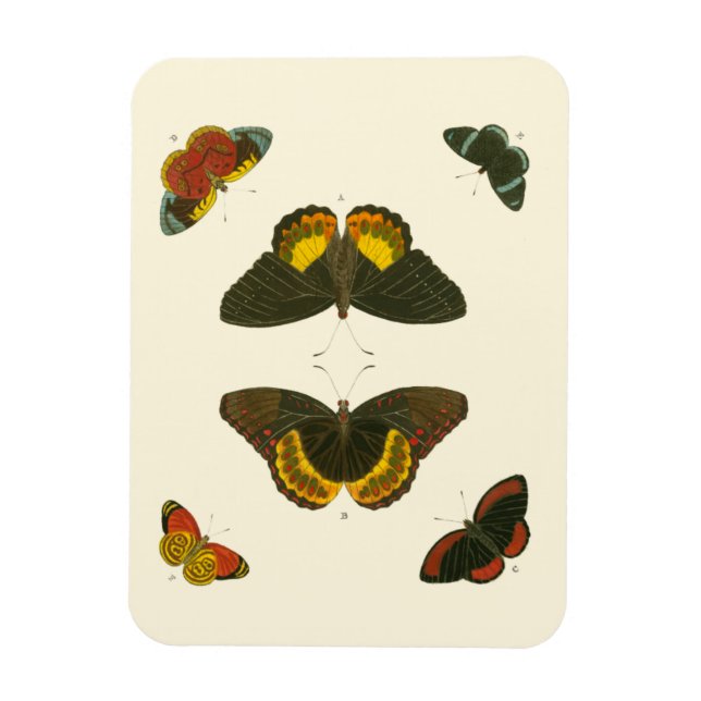 Bright Butterflies by Pieter Cramer Magnet (Vertical)