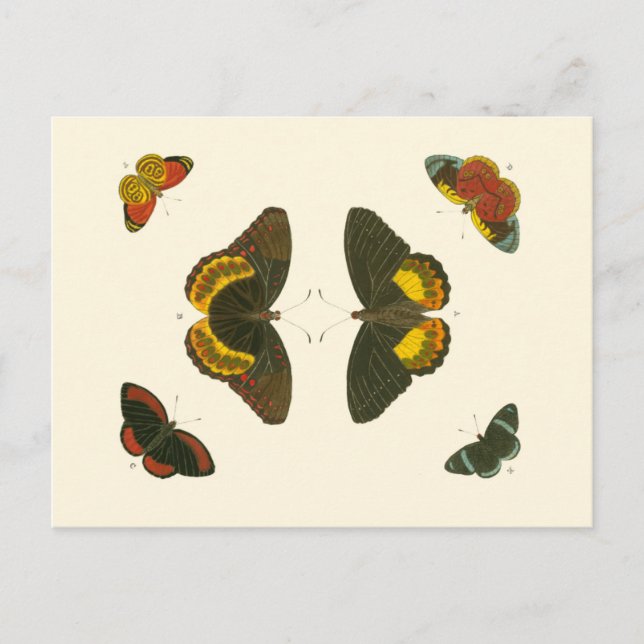 Bright Butterflies by Pieter Cramer Postcard (Front)