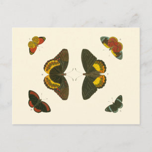 Bright Butterflies by Pieter Cramer Postcard
