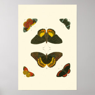 Bright Butterflies by Pieter Cramer Poster