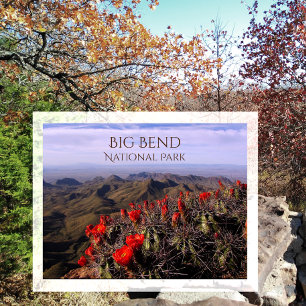 Bright Claret Cup Cactus Blossoms, Big Bend NP, TX Postcard