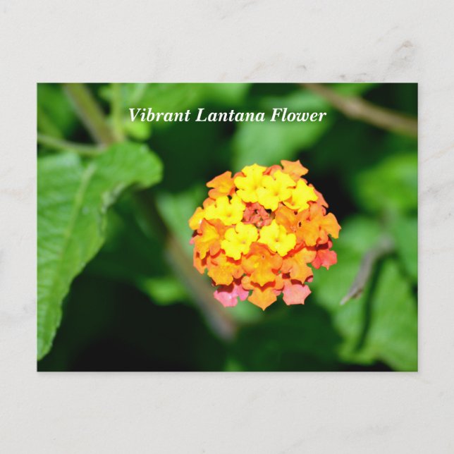 Bright colour Lantana Flower Postcard (Front)