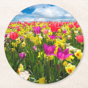 Bright Coloured Tulip Coaster