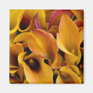 Bright colourful calla lilies at the magnet