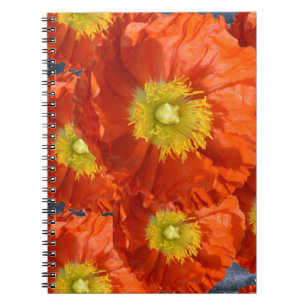Bright Colourful Orange Tangerine Poppy Flower Notebook