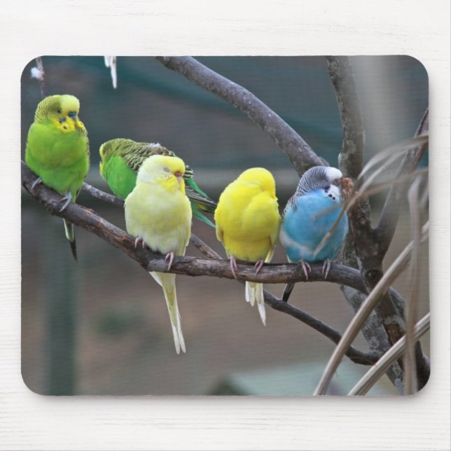 Bright Colourful Parakeets Budgies Parrots Birds Mouse Pad (Front)