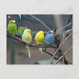 Bright Colourful Parakeets Budgies Parrots Birds Postcard