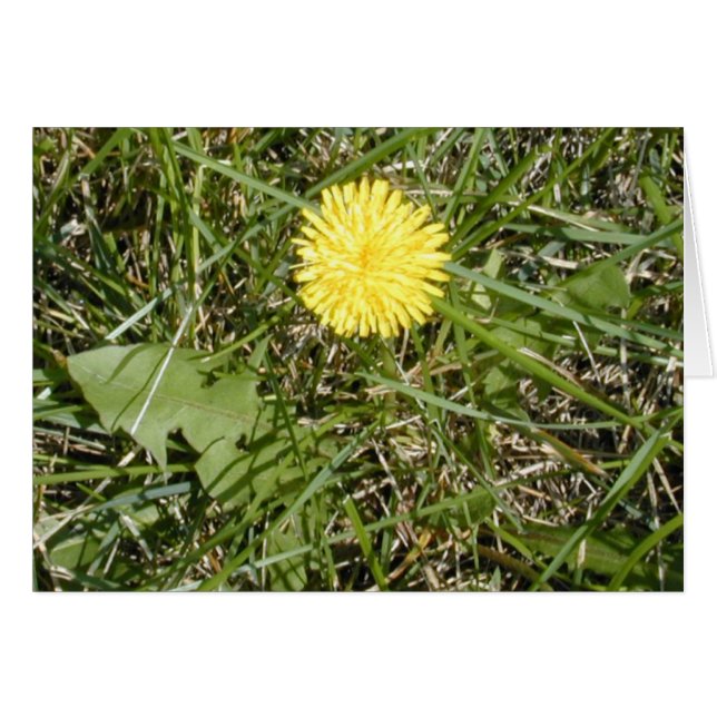 Bright Dandelion card (Front Horizontal)