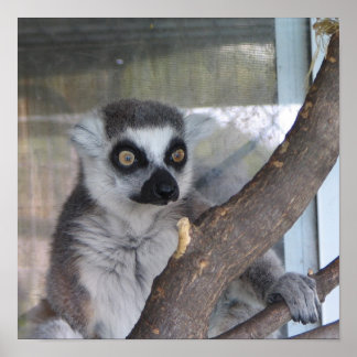 Bright eyed Lemur Poster